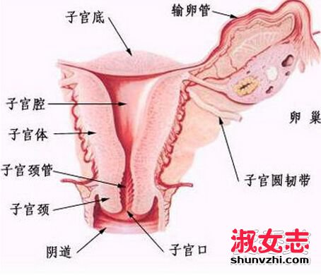 女性阴道有多长？公布阴道各器官的健康标准尺寸 阴道的长度