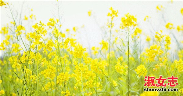 油菜花里玩耍视力降到0.4 春季赏花如何预防花
