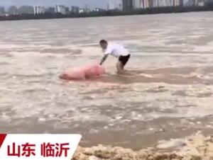 猪坚强洪水中漂流60里获救 二师兄奇幻漂流记太狼狈