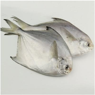 银鲳鱼和白鲳有什么区别?