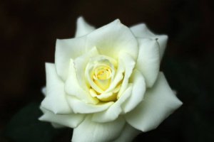 情人节送多少朵白玫瑰合适