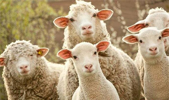 薅羊毛用户是什么意思