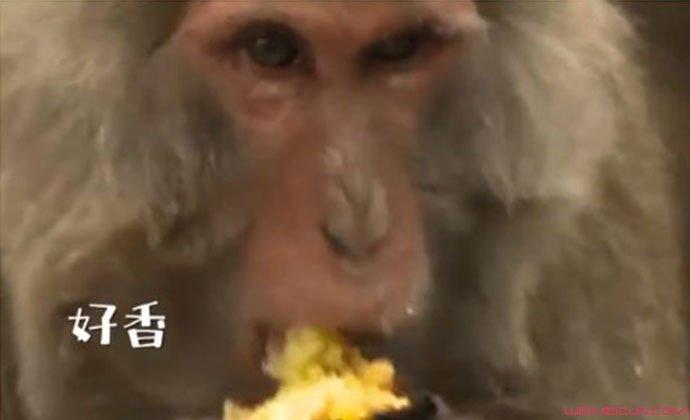 猴子烤吃烤地瓜