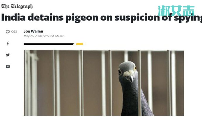 鸽子被指控为间谍