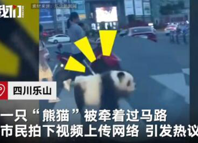街头遛熊猫真相