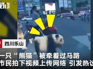 街头遛熊猫真相 四川人骑熊猫上班难道是真的吗