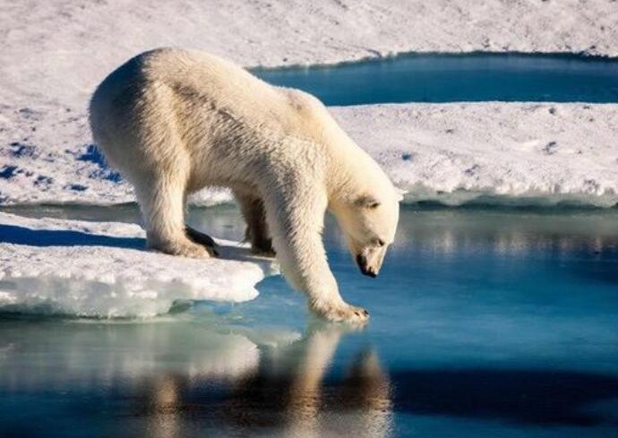 北极熊或将在2100年灭绝