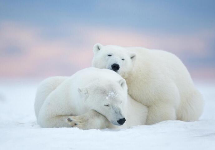 北极熊现在的生存环境