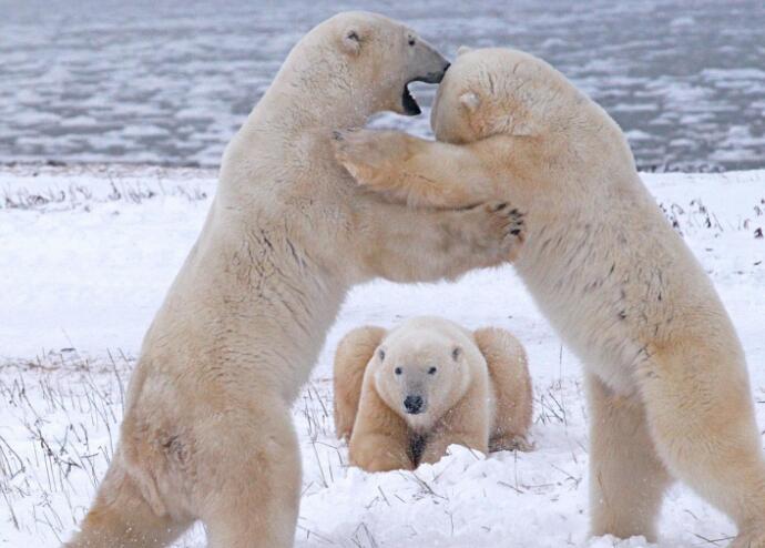 北极熊打闹