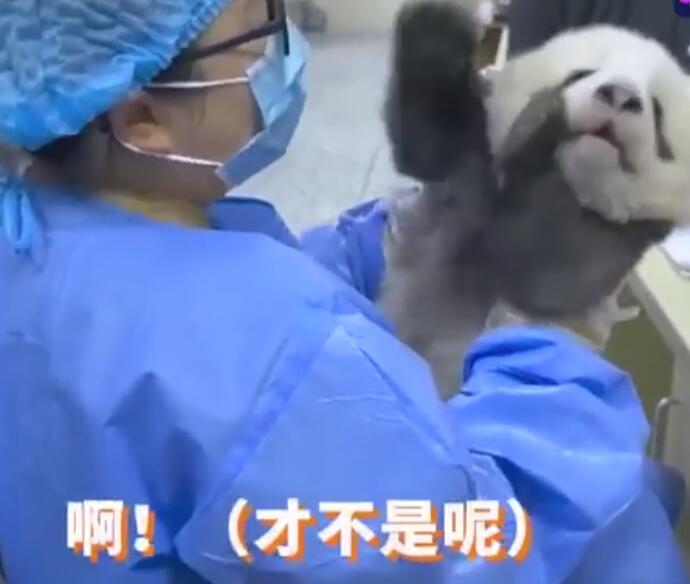 大熊猫宝宝和饲养员吵架全过程