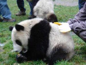 大熊猫宝宝和饲养员吵架全过程 可爱滚滚全程撒娇卖萌太可爱了