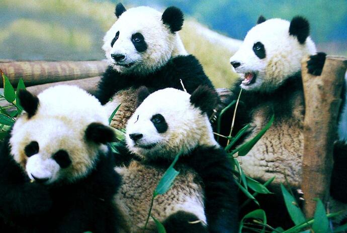 中国旅加大熊猫面临断粮