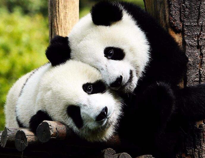 可爱大熊猫照片