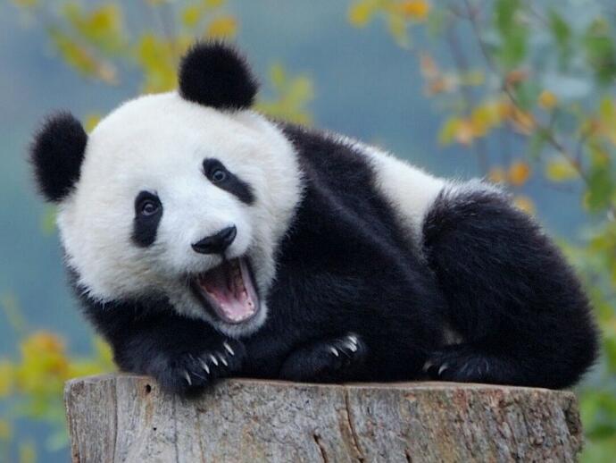 大熊猫照片