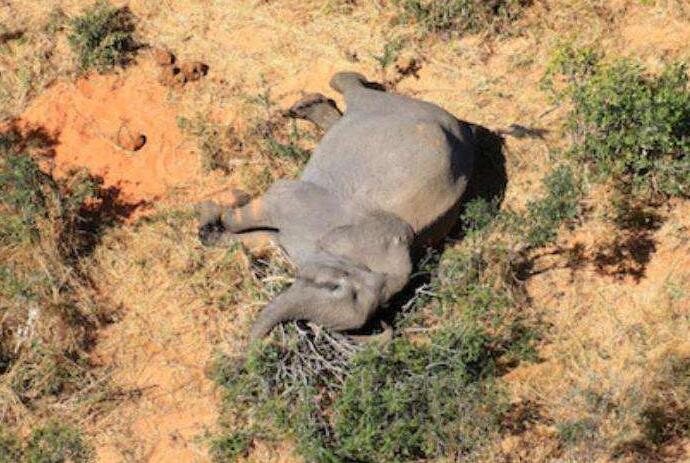 博茨瓦纳数百头大象神秘死亡