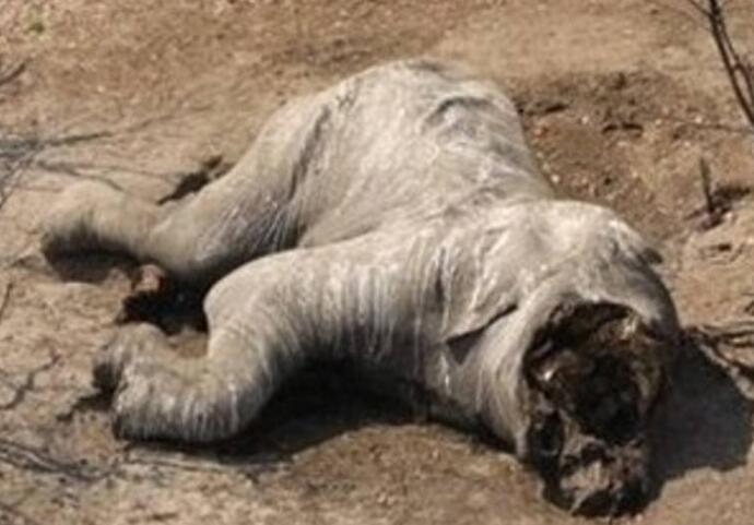 博茨瓦纳数大象死亡原因