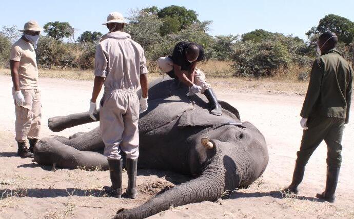 博茨瓦纳数百头大象神秘死亡
