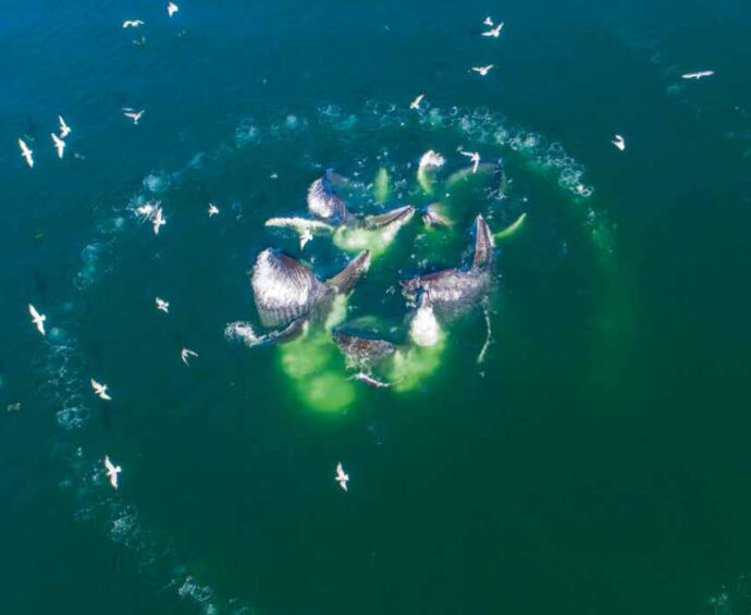座头鲸用气泡织网捕鱼