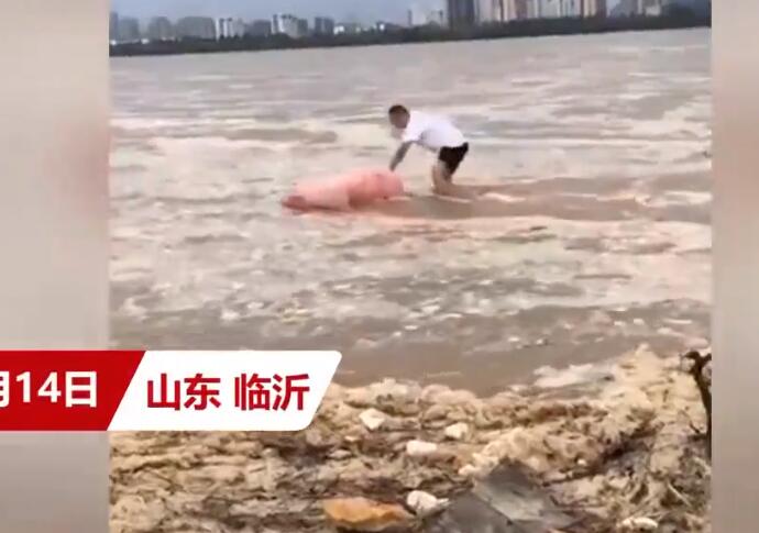 猪坚强洪水中漂流60里获救