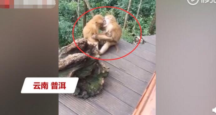 两只猴子接吻被发现害羞打闹
