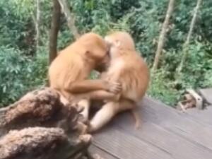 两只猴子接吻被发现害羞打闹 游客围观猴子激吻画面曝光